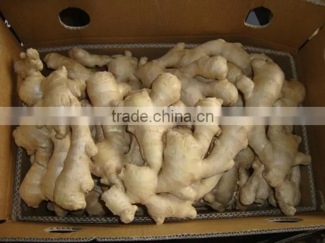 China air dry ginger professional supplier for Holland and Russia