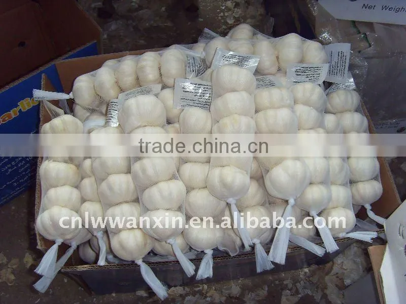 6 cm garlic