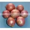 Red & Yellow egyptian onion