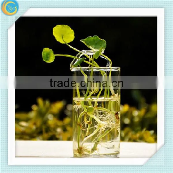 Clear glass vases for home decoration