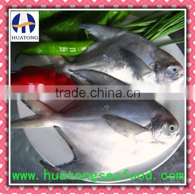 new catching gutted grey pomfret 150-200g