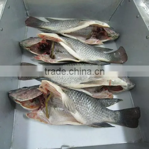 frozen gutted and scaled Tilapia 500-800g