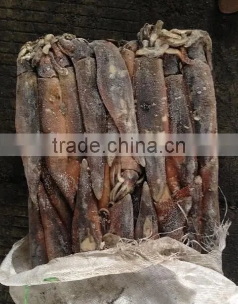 Frozen illex squid for bait