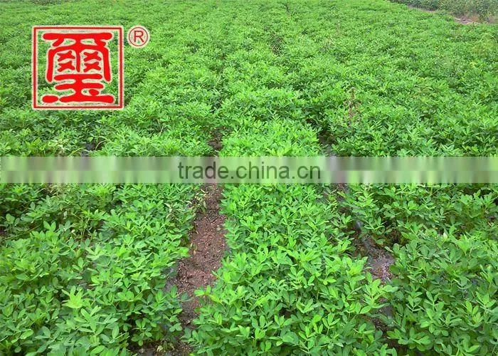 2015 new crop Roasted Peanuts in Shell