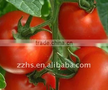 Caned Tomato Ketchup Choice Recipes