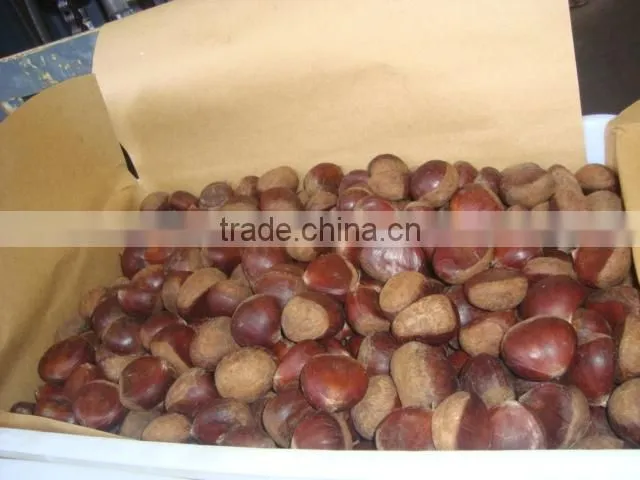 Large quantity Natural healthy chestnut