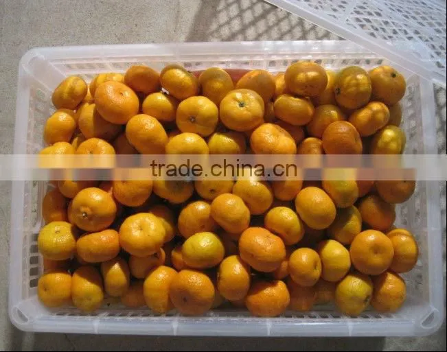 2012 shatang orange to quality & cheapest price