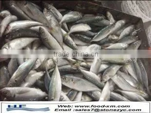 Sea frozen horse mackerel for sale