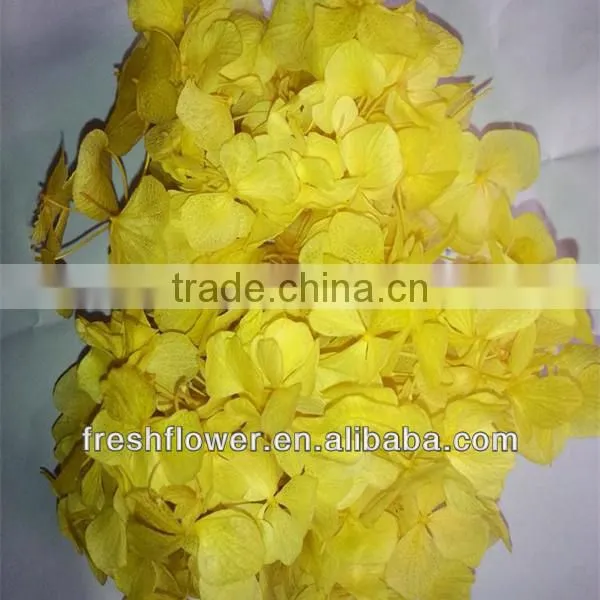 Kunming Beautiful Hydrangea hot selling in USA and Europea