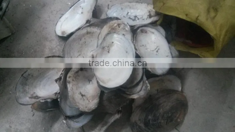 China freshwater shell material raw mother of pearl river shells
