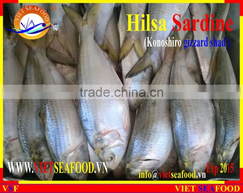 FROZEN HILSA SARDINE WHOLE ROUND