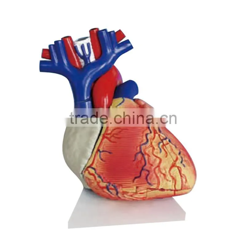 Educational School Anatomical Human Heart Model