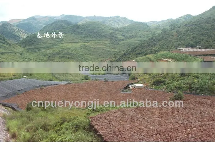 Factory Supply Dietary Supplyment 100% Natural panax Notoginseng P.E. / Wild Radix Notoginseng Extract