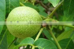 2014 green walnut shell