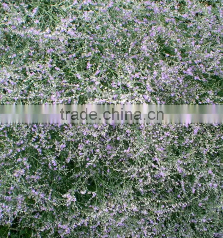Cut Fresh hot sell wholesale fresh flowers cut foliage