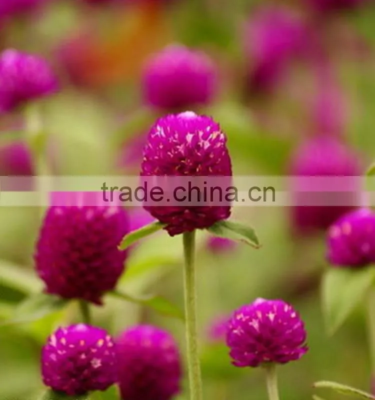 Fashionable promotional export fresh gomphrena globosa