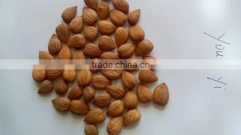 Chinese Bitter Bulk Apricot Kernels with Good Quality