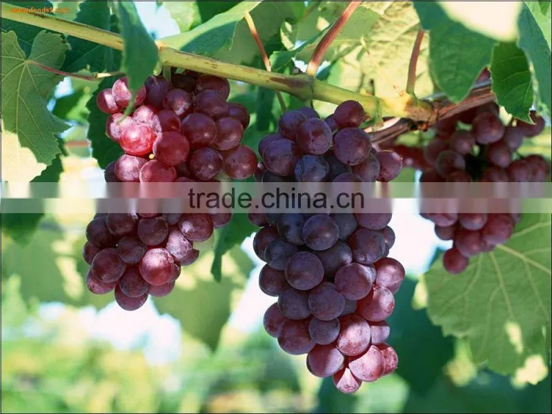 Manufactory supplier of 95% OPC Grape Seed Extract