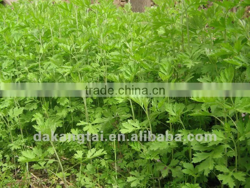artemisia leaf powder