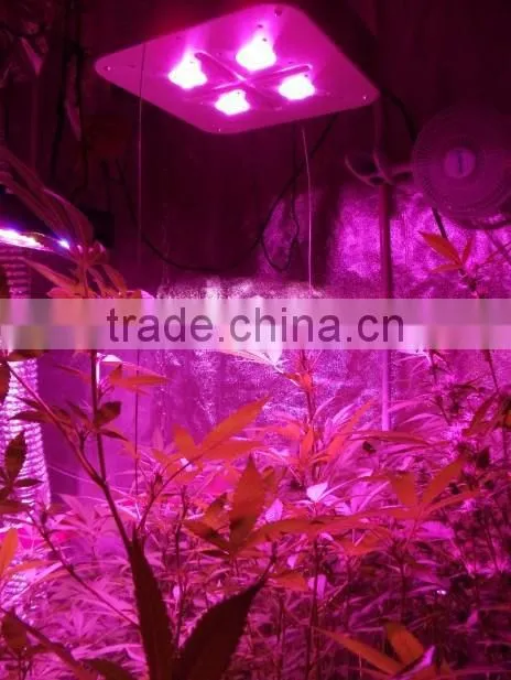 U.S.A. market 300W COB LED grow light for hydroponic growing systems Vanq classical