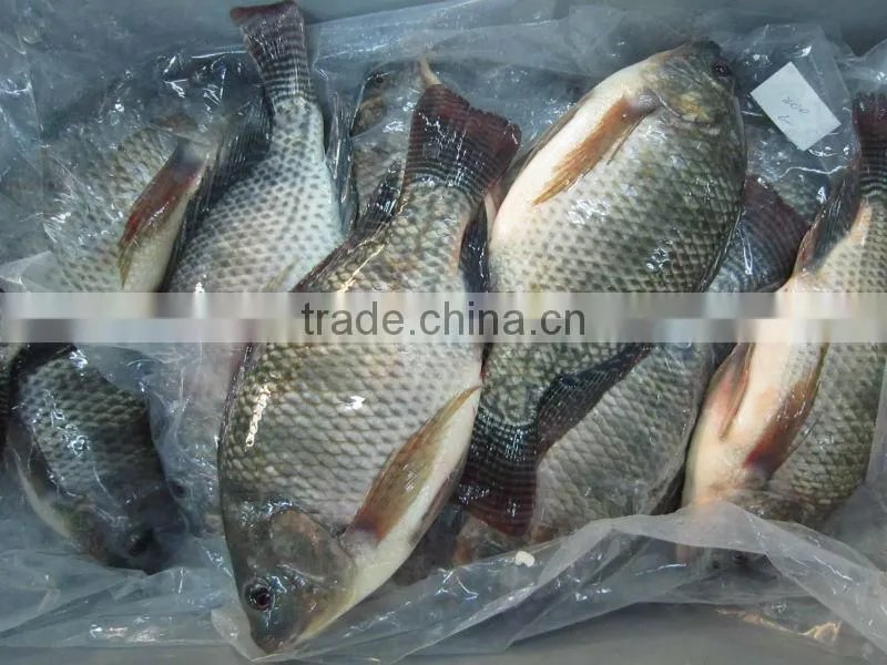 frozen gutted and scaled Tilapia 500-800g