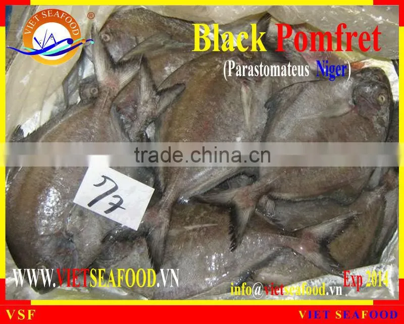 FROZEN WHOLE ROUND BLACK POMFRET