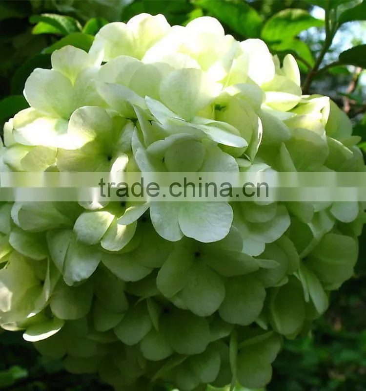 Newest Best-Selling popular lime green hydrangea flower