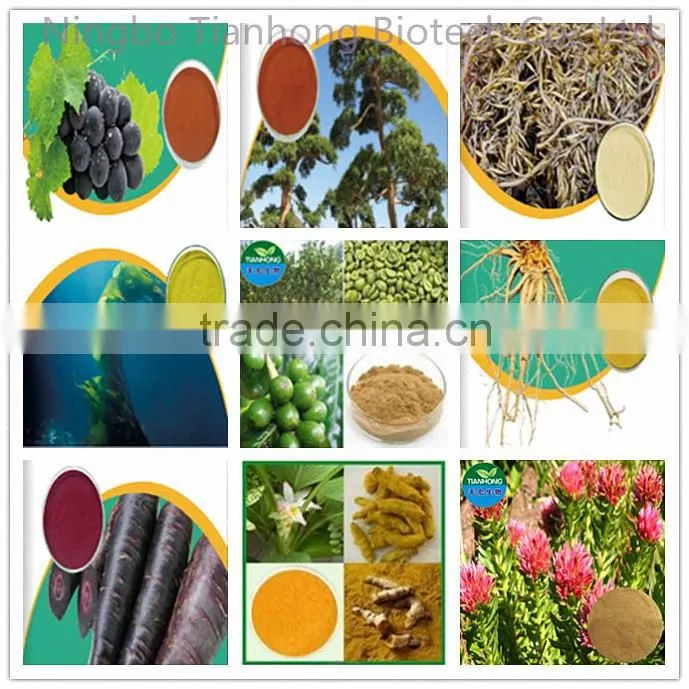 2015 China Manufacturer Organic Green Coffee Bean Extract, Green Coffee Bean Extract Powder, Pure Green Coffee Bean Extract