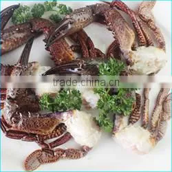 HL0088 illex squid tubes squid fish