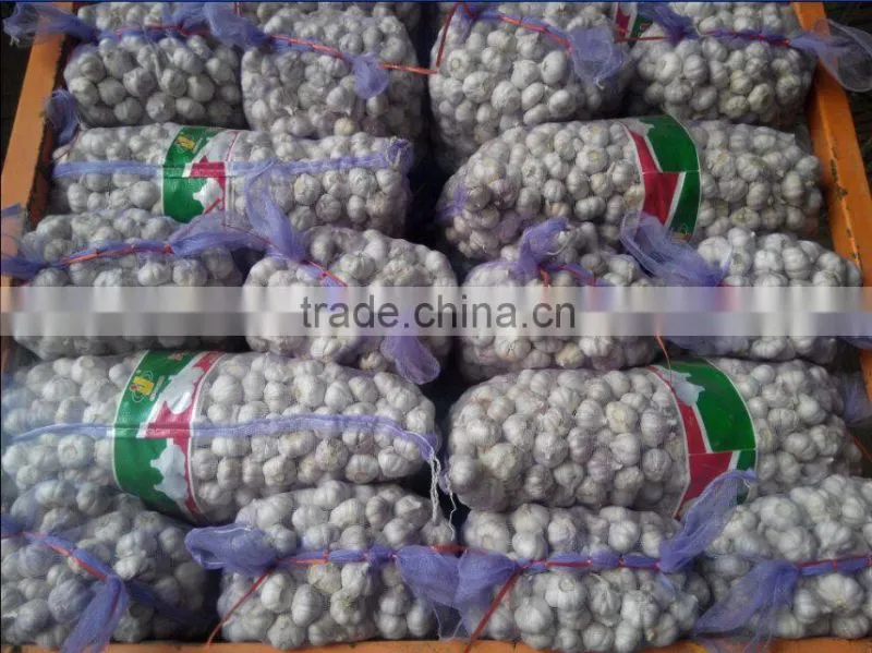 Hot sale best quality normal white garlic