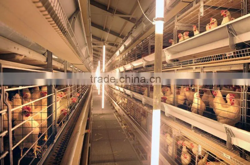 Ladder Type Automatic pullet Chicken Brooding Cage For Sales For Nigeria Farm
