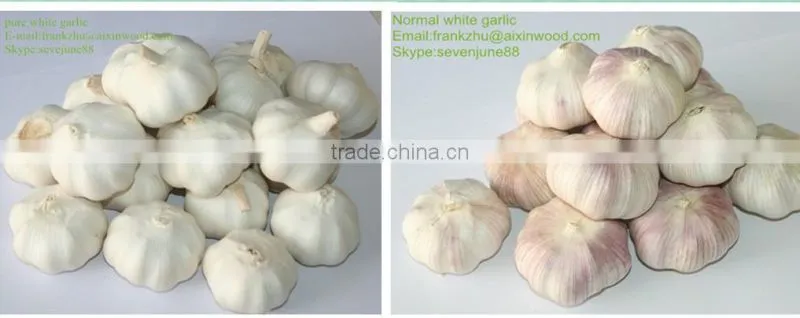 Pure white garlic packed in 10kgs/ctn