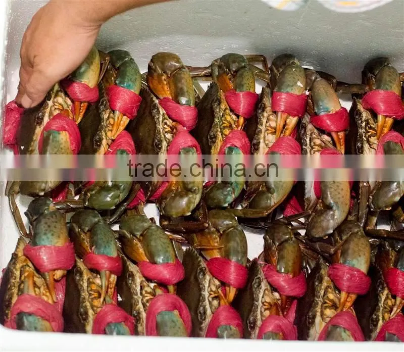 LIVE Egg Mud Crab Vietnam, Female Mud Crab