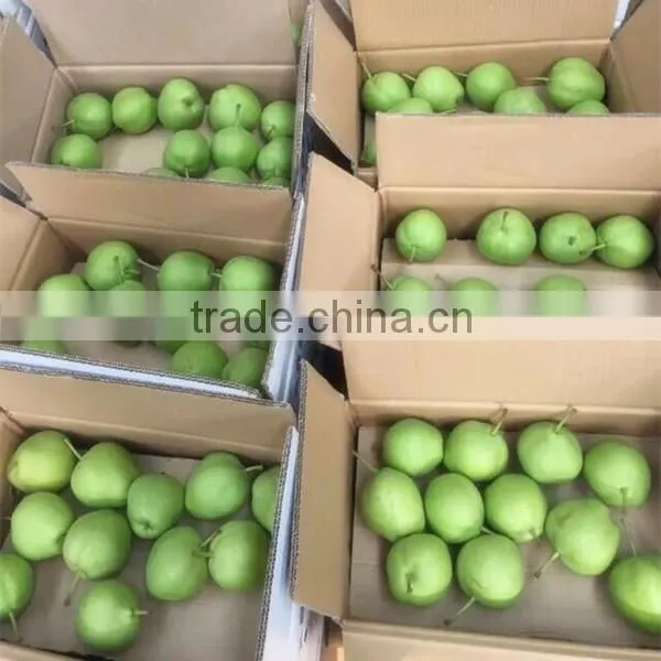2015 new crop fresh su pear with good quality White pears fresh juicy pears