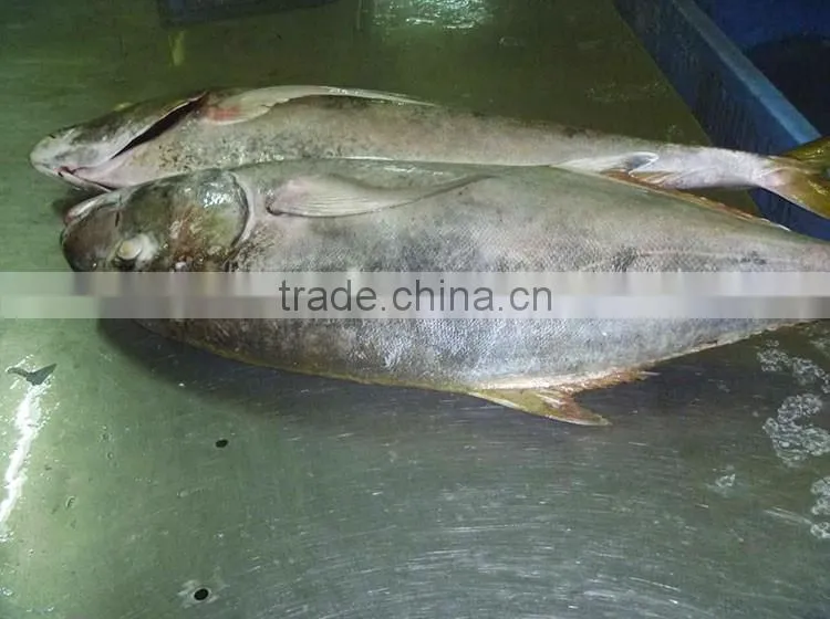 Caranx sexfasciatus frozen Bigeye Trevally fish