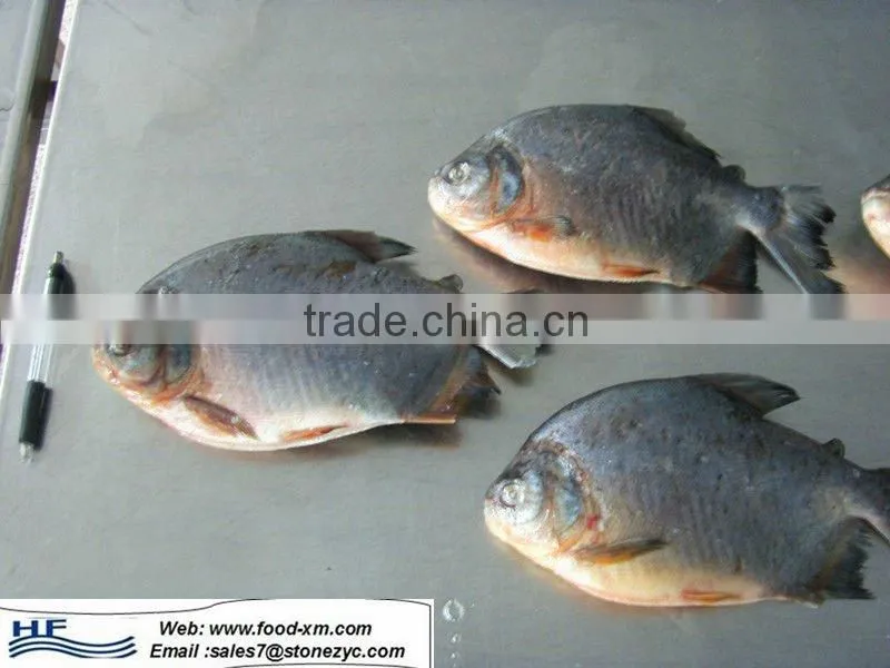 Fresh black pomfret fish