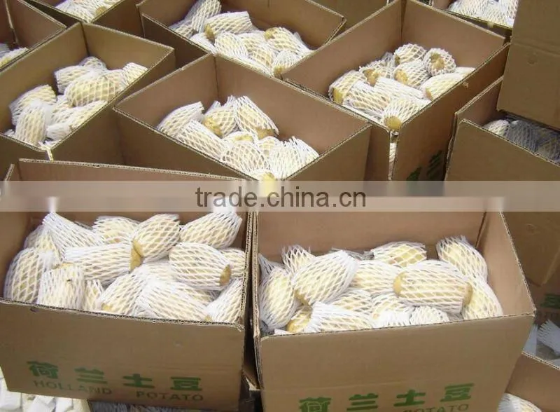 Fresh Holland Potato;Potato price