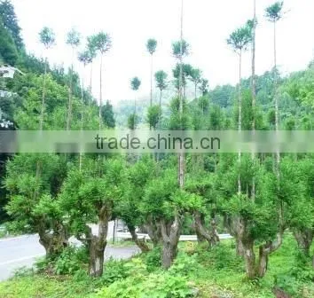 Large Outdoor Bonsai Trees Made in Japan
