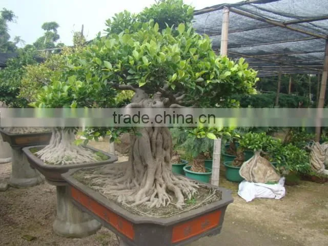 Artistic best bonsai of ficus microcarpa