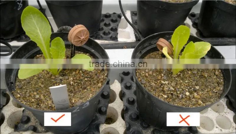 High Quality Food Grade Plant Source Amino Acid Liquid and powder