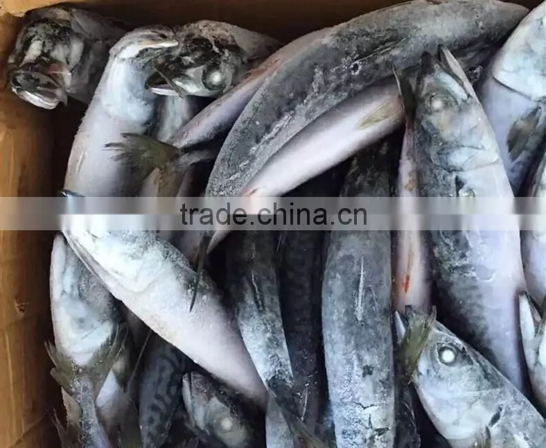 Seafood WR Frozen Mackerel Fish