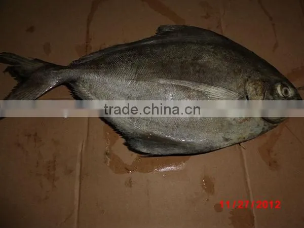 black pomfret