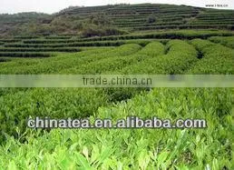 China White Peony White Tea