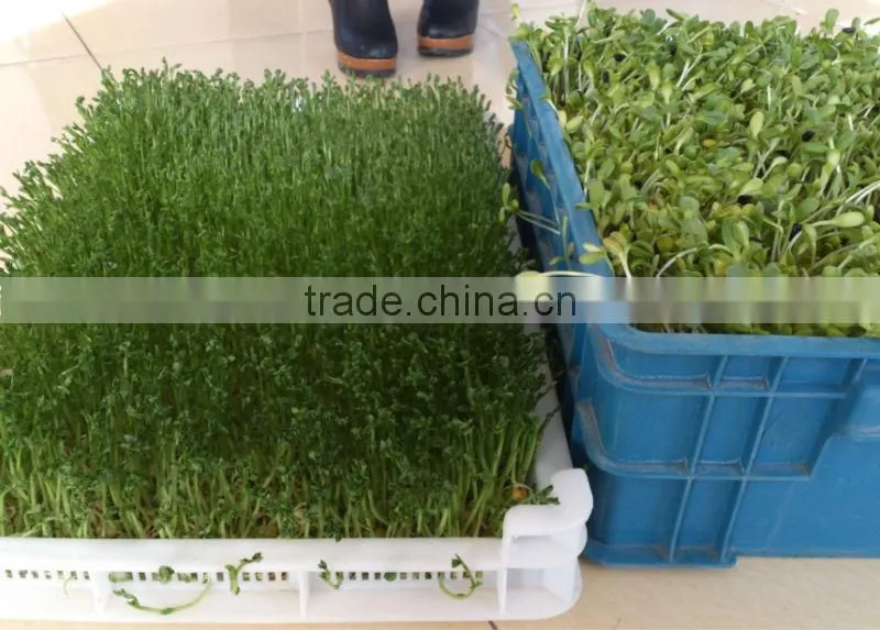 hydropoics fodder/ Seedling planting machine/oat sprout machine/germinated wheat sprout machine