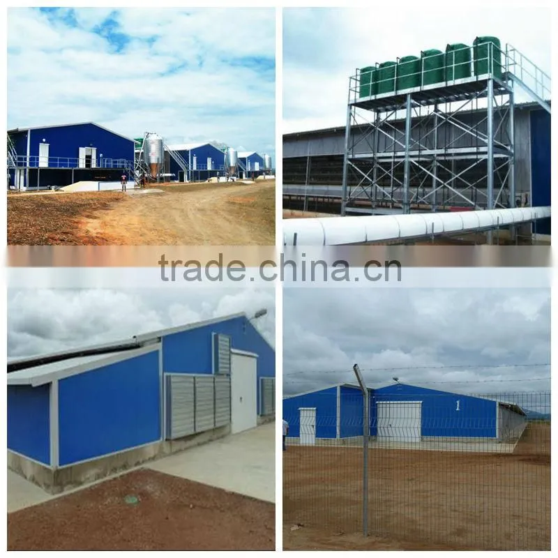 full-auto color plate chicken house for layer or broiler