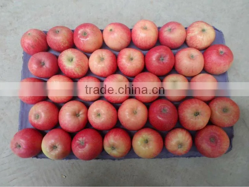 2015 shandong FUJI APPLE