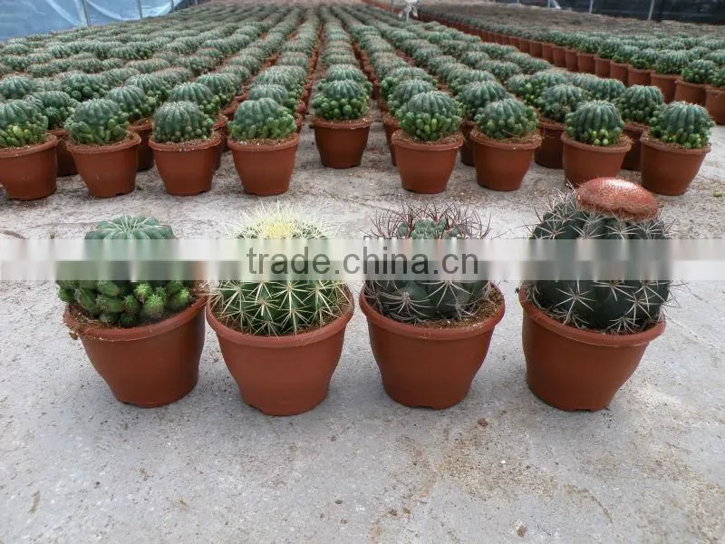 ungrafted cactus,Melocactus peruvianus