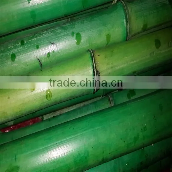 colored bamboo poles/canes