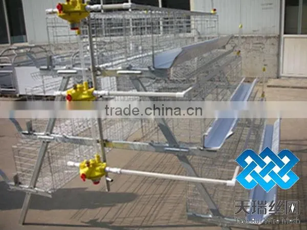 Layer chicken cage (factory)