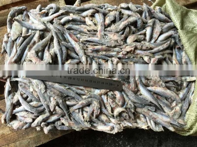 Fresh frozen small anchovy